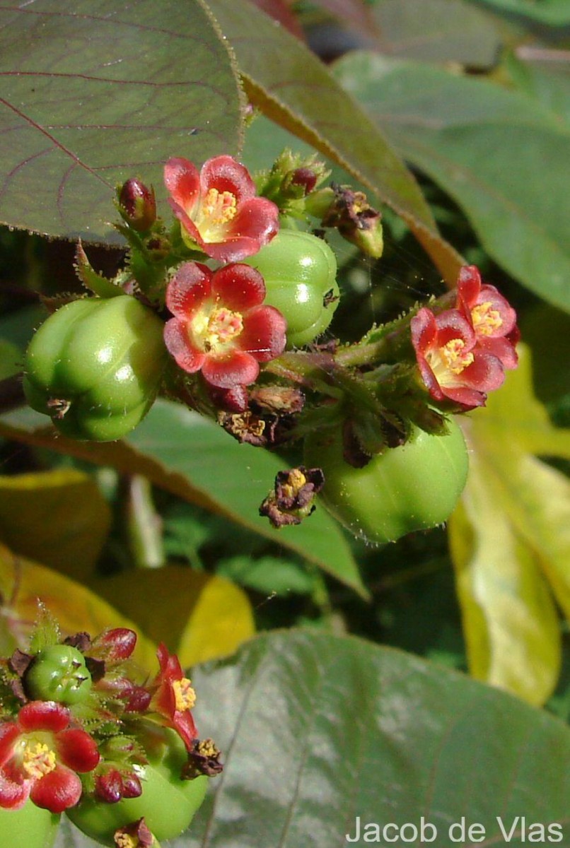 Jatropha gossypiifolia L.